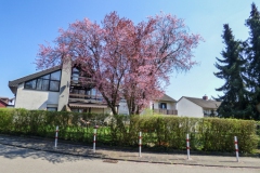 2019-04-11_Roter_Pflaumenbaum_in_Karl-Pfaff-Siedlung_-HFS_-resize